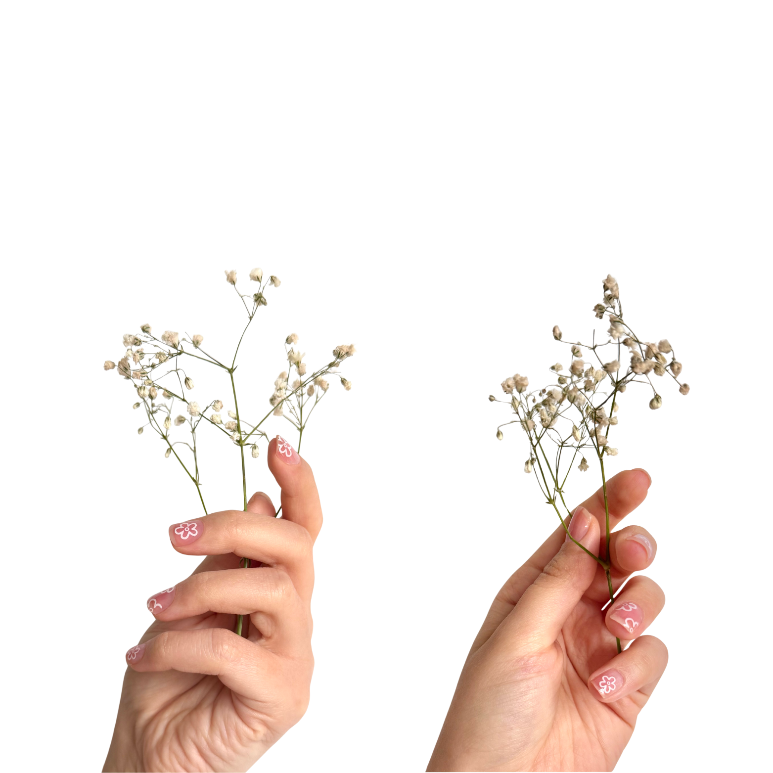 Rosa floreale - Trasparente